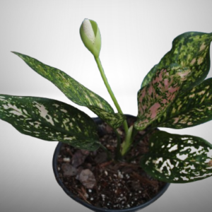 Aglaonema