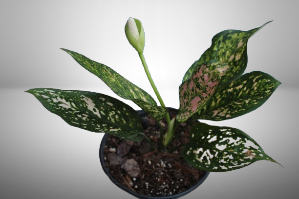 Aglaonema