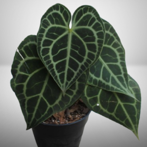 Anthurium Clarinervium