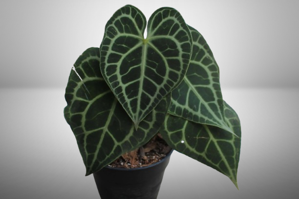 Anthurium Clarinervium
