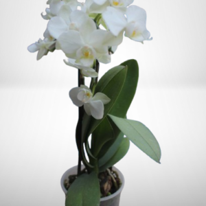 Orquídea Phalaenopsis Mini
