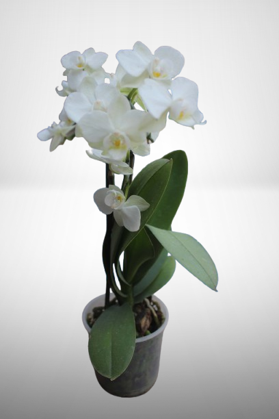Orquídea Phalaenopsis Mini