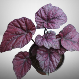 Begonia Rex