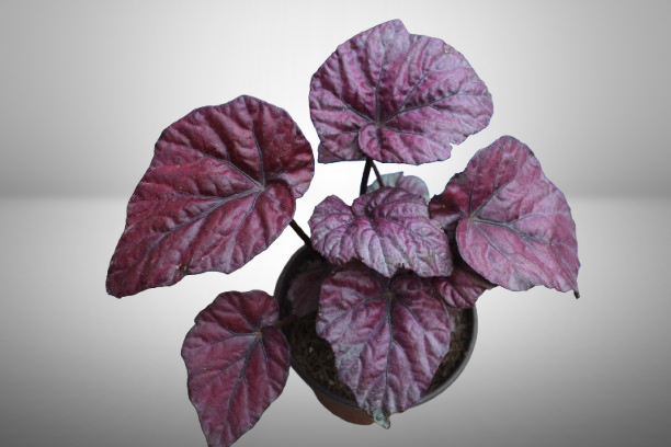 Begonia Rex