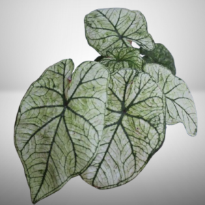 Caladium