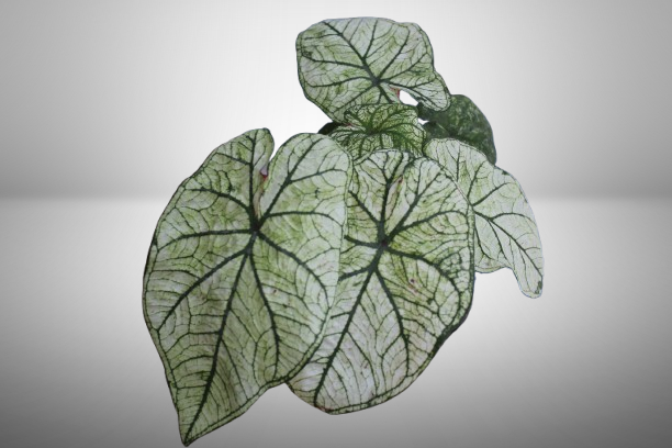 Caladium