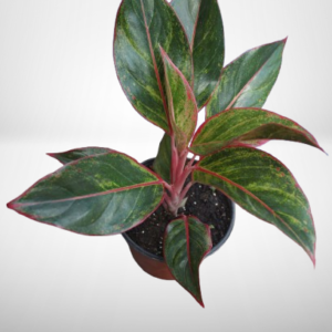 Aglaonema