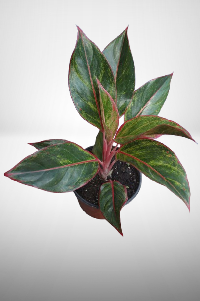 Aglaonema