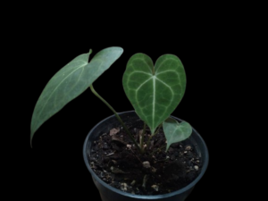 Anthurium Clarinervium