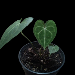 Anthurium Clarinervium
