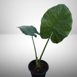 Alocasia Macrorrhiza
