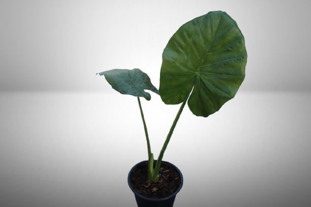 Alocasia Macrorrhiza