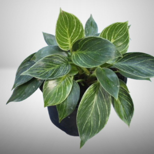 Philodendron Birkin
