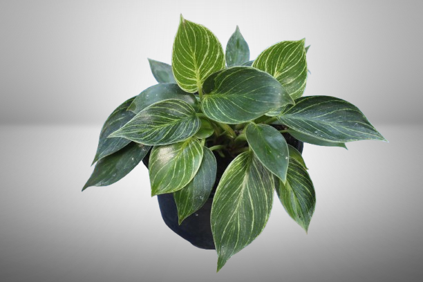 Philodendron Birkin