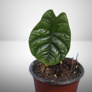 Alocasia Sinuata