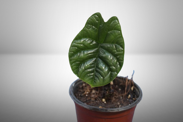 Alocasia Sinuata