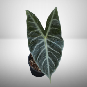 Alocasia Longiloba Silver