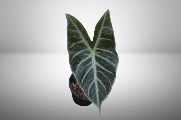 Alocasia Longiloba Silver
