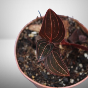 Orquídea Ludisia Discolor