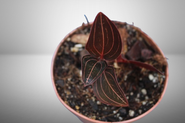Orquídea Ludisia Discolor