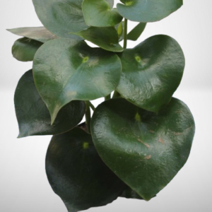Raindrop Peperomia
