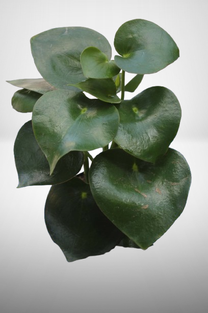 Raindrop Peperomia