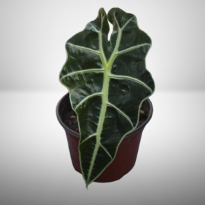 Alocasia Amaz贸nica Polly