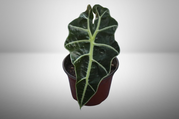 Alocasia Amazónica Polly