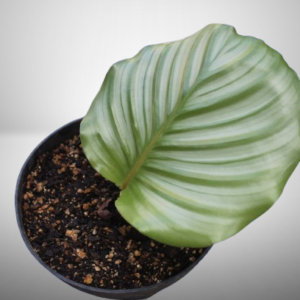 Calathea Orbifolia