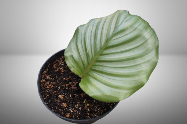 Calathea Orbifolia