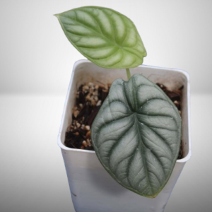 Alocasia Silver Dragón