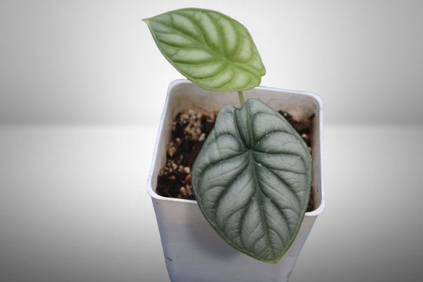 Alocasia Silver Dragón