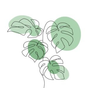 Follajes de Interior 🌿